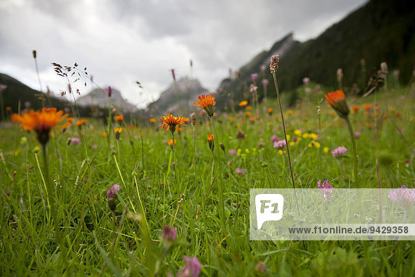 Frühlingswiese im Alpstein bei stärker Bewölkung  Schweiz  Europa