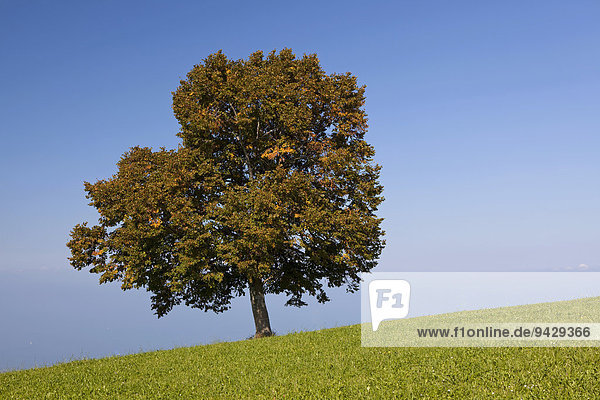 Einsamer Baum auf dem Rorschacherberg am Bodensee  Schweiz  Europa