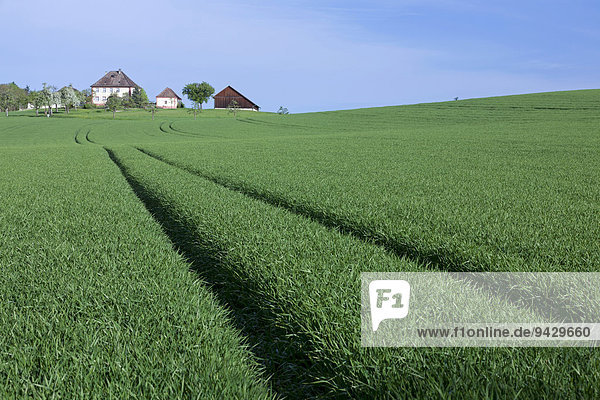 Hofgut  Bauernhof  mit einem frischen Feld im Frühling  bei Dettingen  Baden-Württemberg  Deutschland  Europa  ÖffentlicherGrund