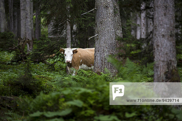 Kuh in einem Wald  Ehrwald  Österreich  Europa