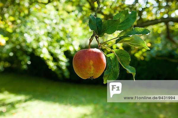 Reifer Apfel am Baum im Obstgarten