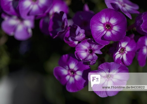 Nahaufnahme der Topfpflanze mit violetten Blüten in der Gärtnerei
