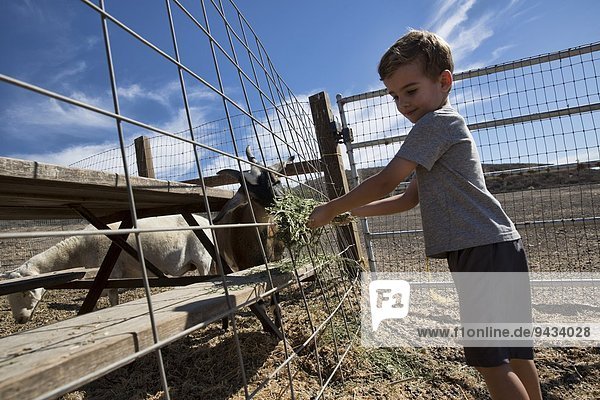 Junge füttert Heu an Ziegen im Stall  County Park  Los Angeles  Kalifornien  USA