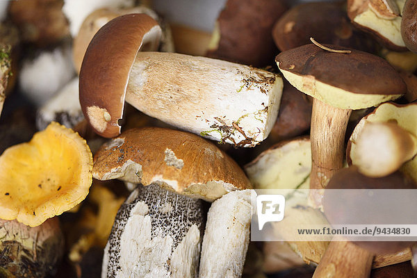 Collected mushrooms in autumn