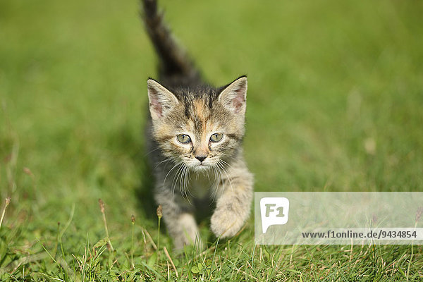 Domestic cat kitten on a meadow