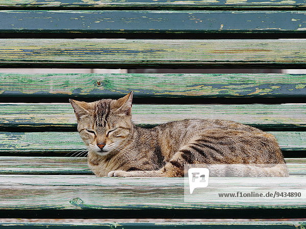 Cat sleeping  Lisbon  Portugal  Europe