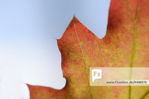Close-up of a red oak leaf  Quercus rubra  Upper Palatinate  Bavaria  Germany  Europe