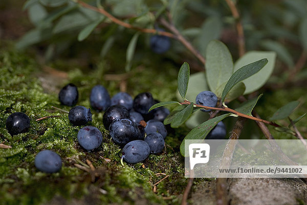 Fresh blueberries with leaves and moss