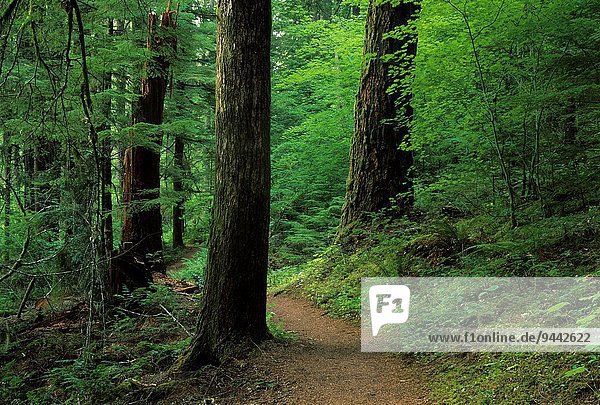 Landschaftlich schön landschaftlich reizvoll folgen Wald Fluss ungestüm flach Erle antik Kapuze Oregon