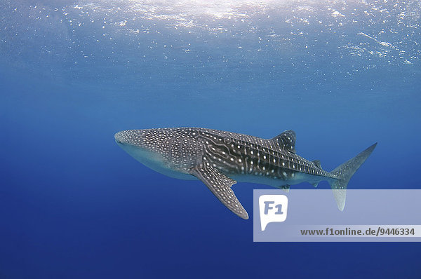 Whale Shark (Rhincodon typus)  Bohol Sea  Cebu  Philippines  Asia
