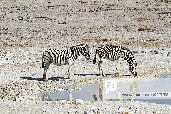 Burchell-Zebras (Equus quagga burchelli) an einem Wasserloch  Etosha-Nationalpark  Namibia  Afrika