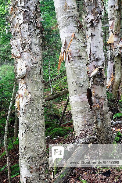 Vereinigte Staaten von Amerika USA Sommer Baum Berg Birke Hampshire neu
