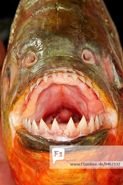 South America Brazil Amazonas State Manaus Amazon River Basin Along Rio Ipixuna Red Bellied Piranha Or Red Piranha Pygocentrus Nattereri