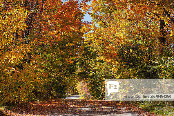 Waldweg im Herbst  Austin  Eastern Townships  Québec  Kanada  Nordamerika