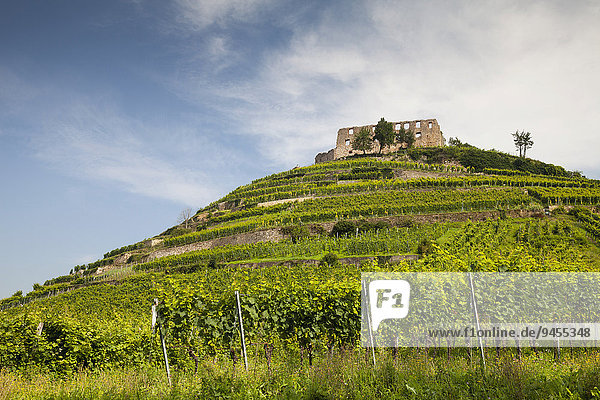 Ruine der Burg Staufen auf dem Weinberg  Staufen im Breisgau  Schwarzwald  Baden-Württemberg  Deutschland  Europa