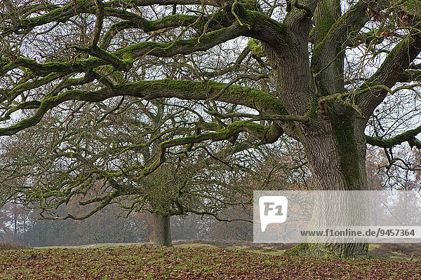 Hudewald  Hudeeichen (Quercus robur)  Naturschutzgebiet Borkener Paradies  Emsland  Niedersachsen  Deutschland  Europa