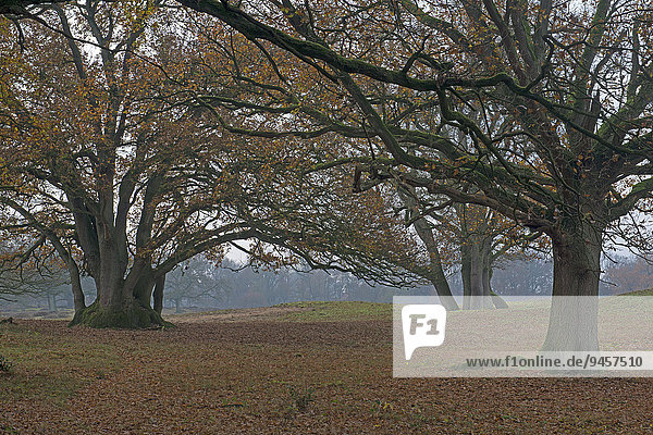 Hudewald  Hudeeichen (Quercus robur)  Naturschutzgebiet Borkener Paradies  Emsland  Niedersachsen  Deutschland  Europa