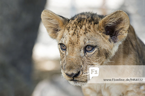 Löwe (Panthera leo)  Jungtier  3 Monate  captive