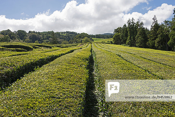 Teeplantage  Cha Gorreana  Maia  Sao Miguel  Azoren  Portugal  Europa