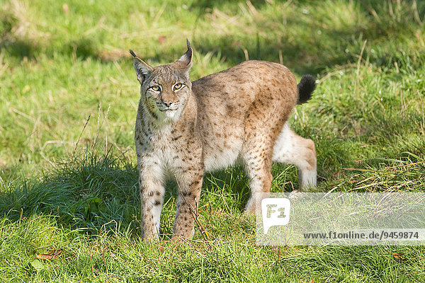 Eurasischer Luchs  Nordluchs (Lynx lynx)  captive  Niedersachsen  Deutschland  Europa