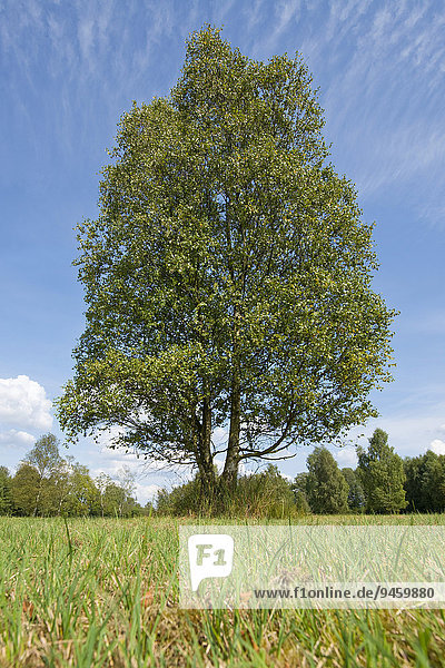 Einzelne Moorbirke (Betula pubescens) Niedersachsen Deutschland Europa