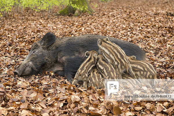 Wildschweine (Sus scrofa)  Bache säugt Frischlinge  captive  Nordrhein-Westfalen  Deutschland  Europa