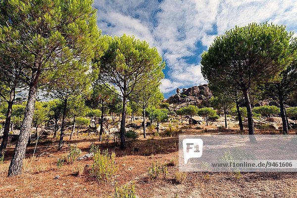 Madrid Hauptstadt Europa Hügel Kiefer Pinus sylvestris Kiefern Föhren Pinie Spanien