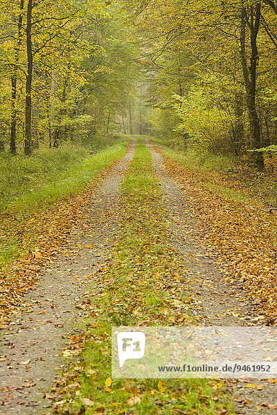 Waldweg im Herbst,  Niedersachsen,  Deutschland,  Europa