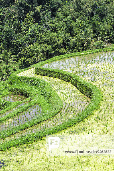 Gunung Batukau rice fields  Bali  Indonesia  Asia