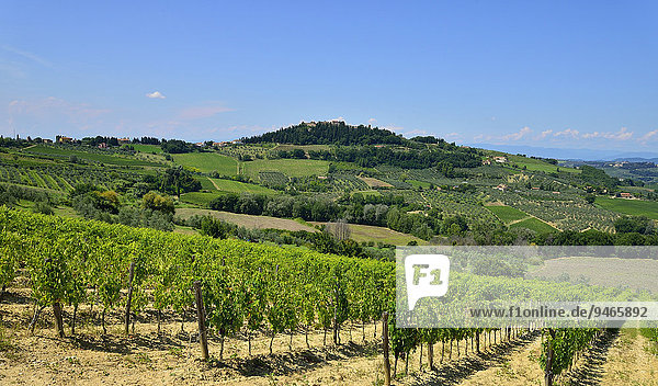 Landschaft mit Weingärten im Anbaugebiet des Chianti Classico  Lecchi in Chianti  Provinz Siena  Toskana  Italien  Europa