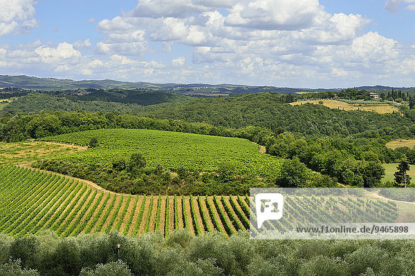 Landschaft mit Weingärten  Monteriggioni  Provinz Siena  Toskana  Italien  Europa
