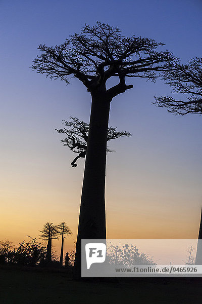 Afrikanische Affenbrotbäume (Adansonia digitata)  im Abendrot  Morondava  Madagaskar  Afrika