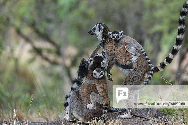 Kattas (Lemur catta) mit Jungtieren auf dem Rücken  Adringitra-Region  Madagaskar  Afrika
