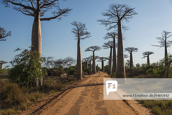 Baobab-Allee  Affenbrotbäume (Adansonia grandidieri)  Morondava  Madagaskar  Afrika