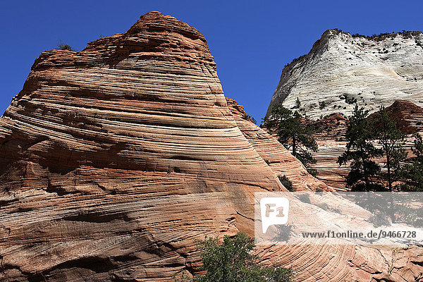 Versteinerte Dünen  Zion-Nationalpark  Utah  USA  Nordamerika