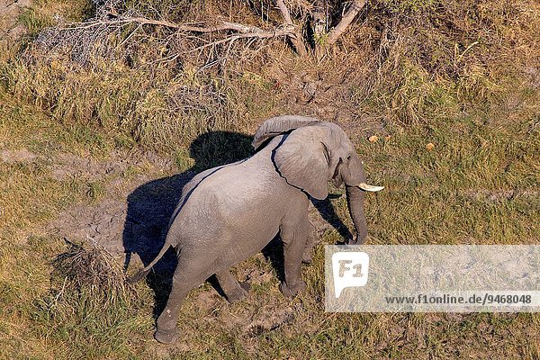 elephant aerial view