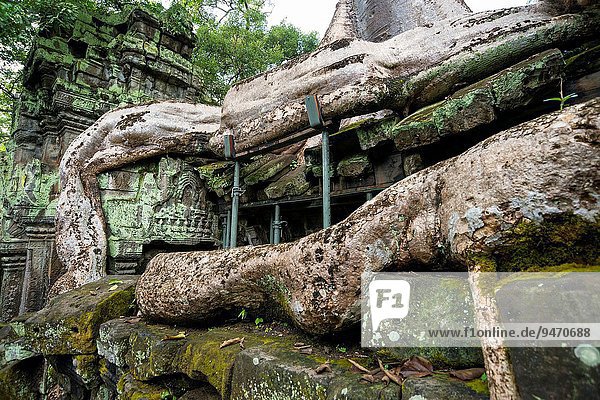 Lifestyle Baum über Gebäude spät Wachstum groß großes großer große großen früh Wurzel Original bauen Küste sprechen Südostasien Kambodscha