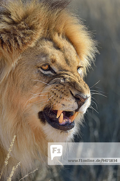 Lion (Panthera leo),  Männchen brüllt,  Alttier,  Kgalagadi-Transfrontier-Nationalpark,  Provinz Nordkap,  Südafrika