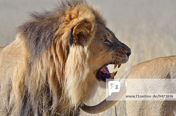 Lion (Panthera leo),  brüllt,  folgt dem Schwanz einer Löwin,  Kgalagadi-Transfrontier-Nationalpark,  Provinz Nordkap,  Südafrika