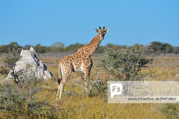 Giraffe (Giraffa camelopardalis)  Jungtier  in der Savanne  Etoscha-Nationalpark  Namibia  Afrika