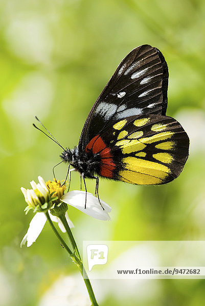 Schmetterlings-Art (Delias pasithoe curasena)