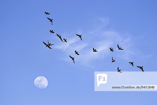 Ein Schwarm Vögel zieht in Richtung Mond am Abendhimmel