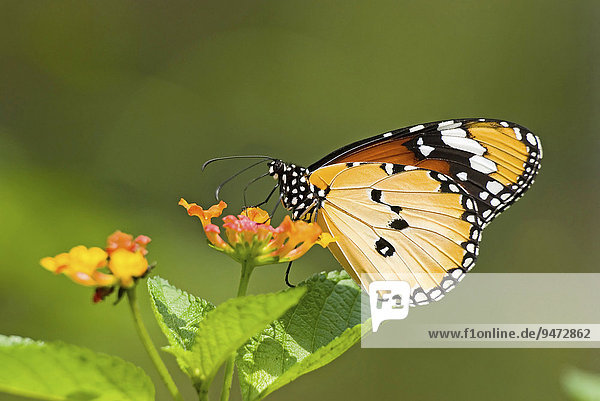 Afrikanischer Monarch auch Plain Tiger (Anosia chrysippus) auf Blüte