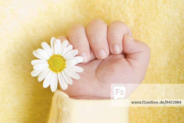 Eine Babyhand hält ein weißes Gänseblümchen