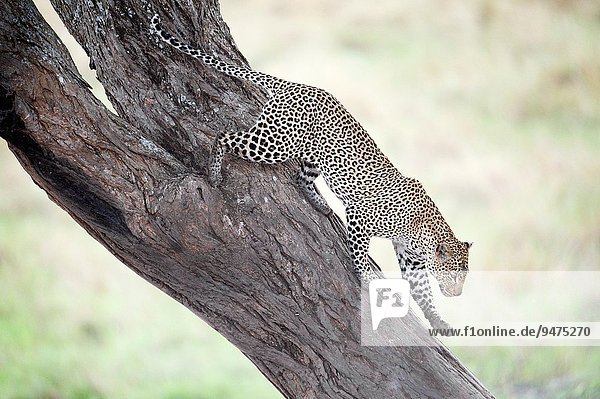 Raubkatze Leopard Panthera pardus Baum ankommen Serengeti Nationalpark Tansania