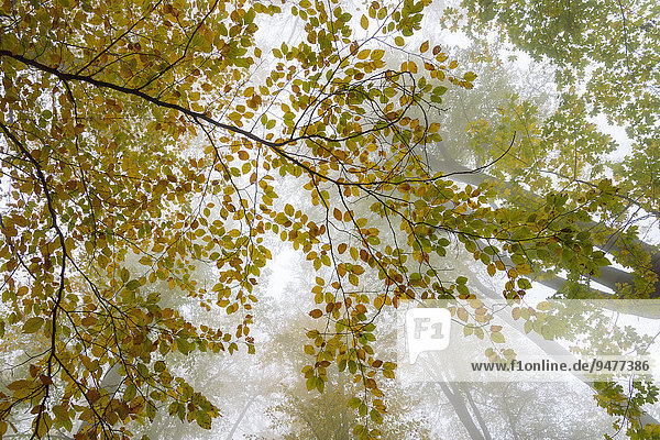 Herbstlaub  Bäume im Nebel  Nationalpark Harz  Thale  Sachsen-Anhalt  Deutschland  Europa