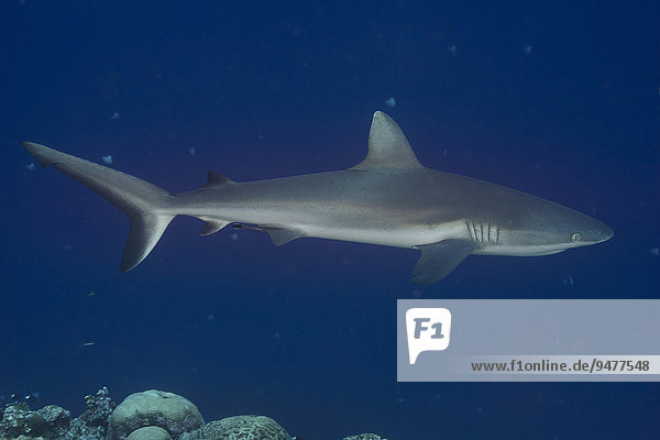 Grauer Riffhai (Carcharhinus amblyrhynchos)  Palau  Mikronesien  Ozeanien