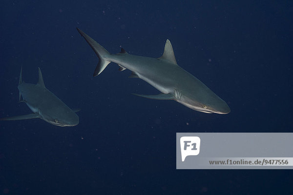 Graue Riffhaie (Carcharhinus amblyrhynchos)  Palau  Mikronesien  Ozeanien