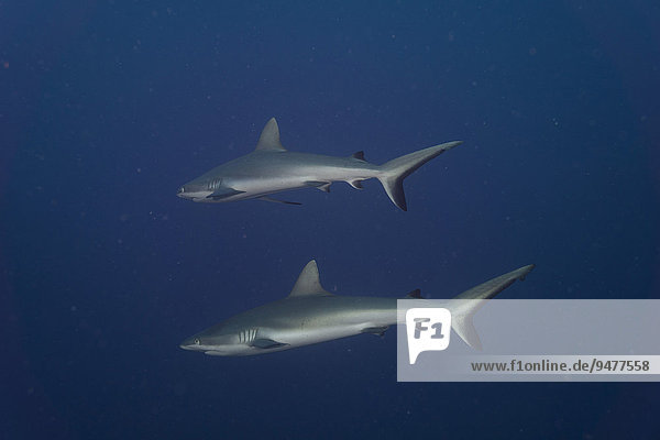 Graue Riffhaie (Carcharhinus amblyrhynchos)  Palau  Mikronesien  Ozeanien