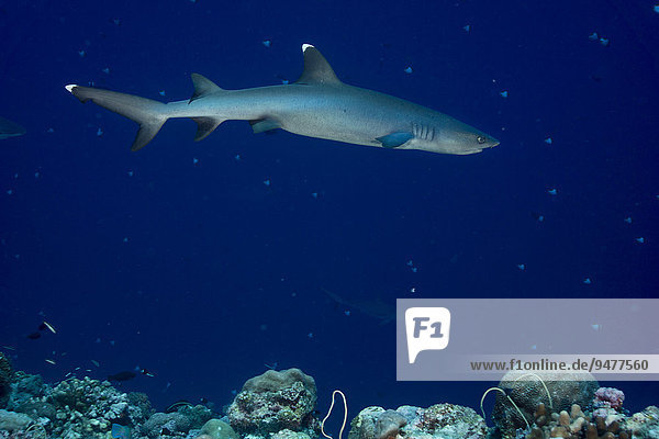 Whitetip reef shark (Triaenodon obesus)  Palau  Micronesia  Oceania